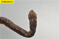 藏品(茶斑蛇)的圖片